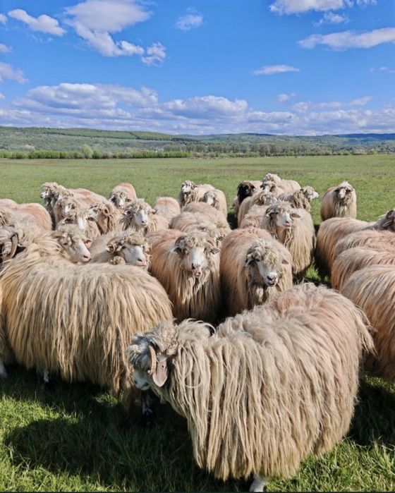 Vând 50 de oi băle