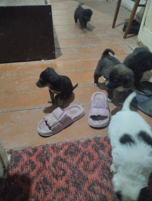 Отдам даром в хорошие руки шинки звонки