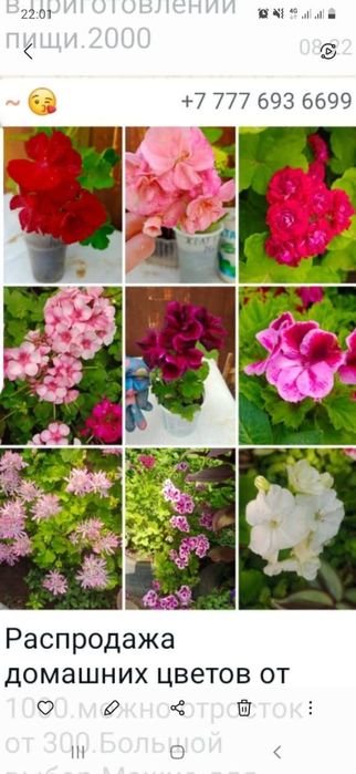 Продам домашнии цветы все цветут