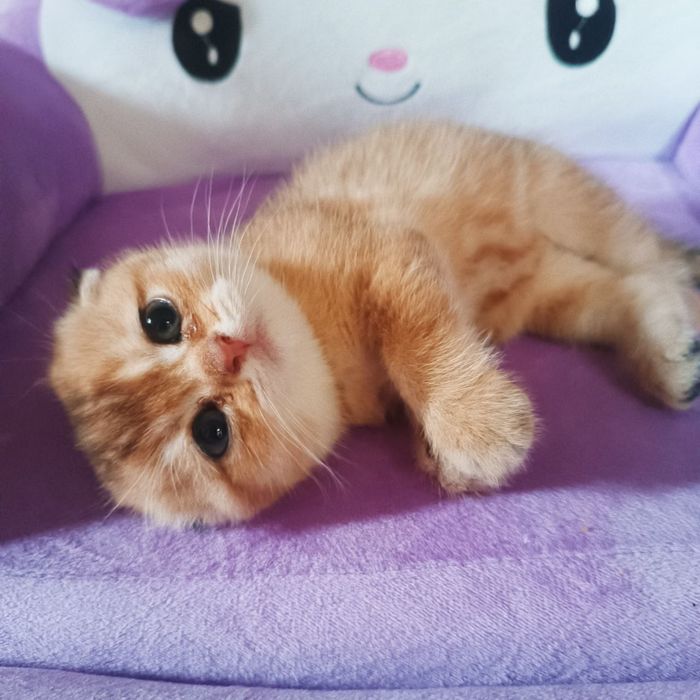 Золотая шиншилла, котенок мальчик Scottish Fold - 250 у.е.