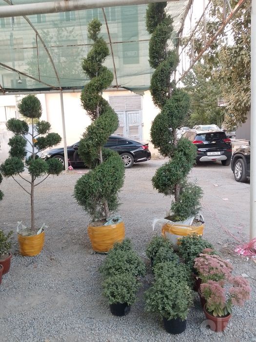 Archa koʻchatlar harhl turdagi koʻchatlar bor aloqaga chiqishlari mumk