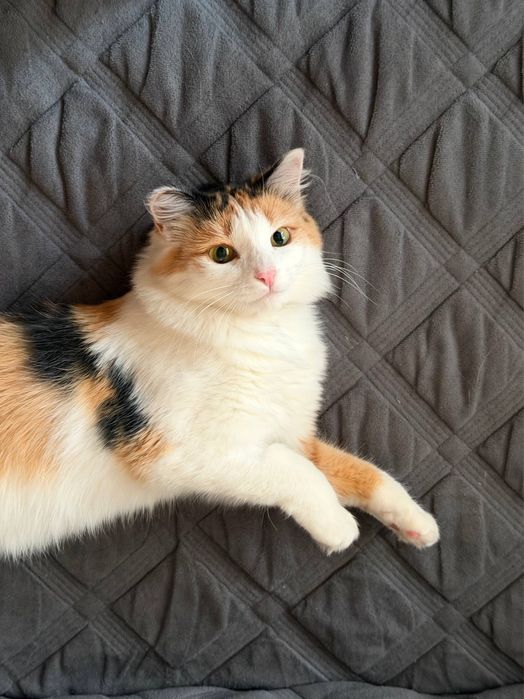 Отдадим кошку беплатно