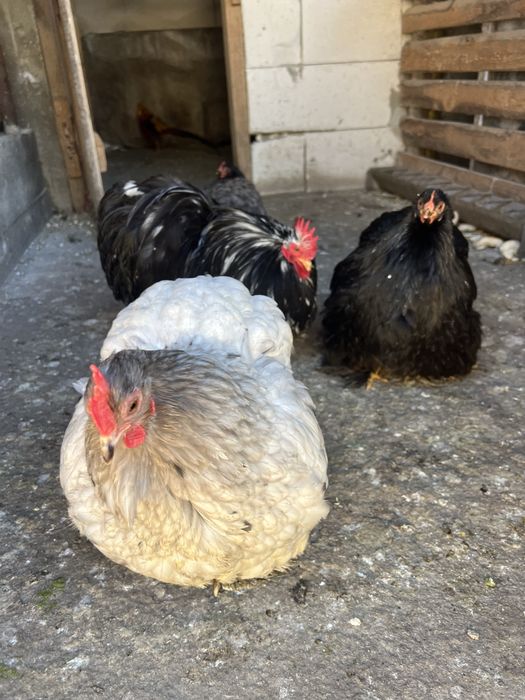 Vand pereche fazani auriu pe rosu , plus altele