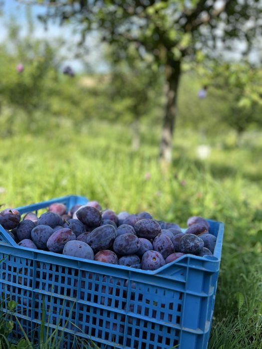 Prune de vanzare