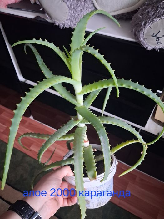 Продам алое растение