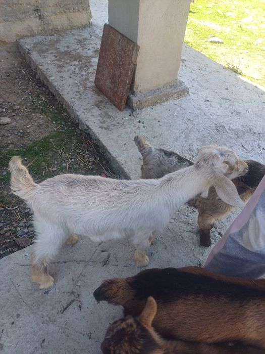 Альпийский лақтар сатылады