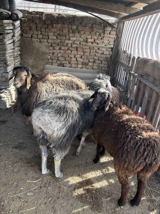 Қойлар сатылады семіз