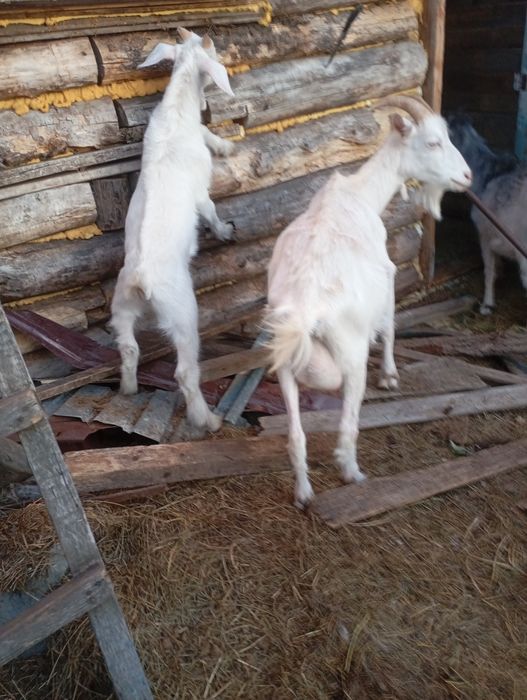 Продам козочек с козлятоми