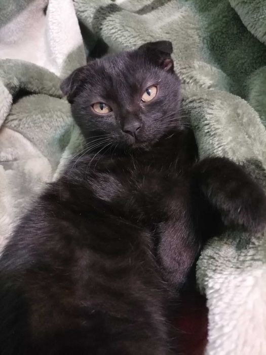 Кошечка полностью чёрная!