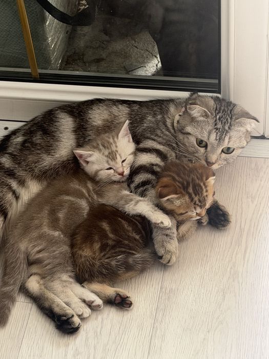 Продаются милые котята