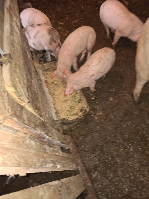 Продавам прасенца на два месеца  .ядат самостоятелно давано е за едемн