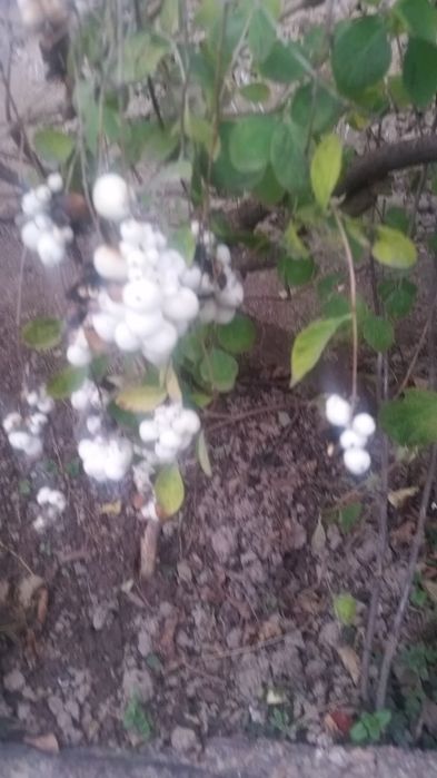 Продаётся цветы много летние