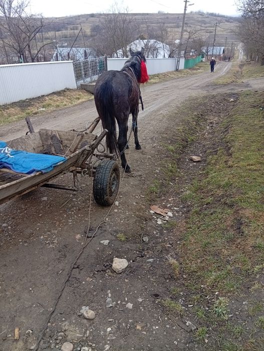 Vând cal de 2 ani