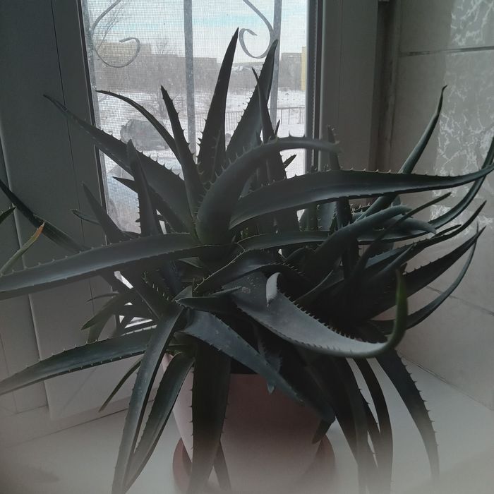 Продам алоэ(лечебный)