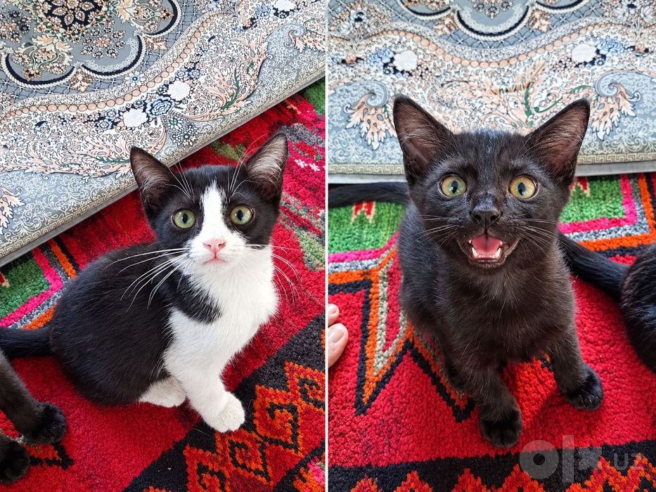 Мушукчалар кошачки