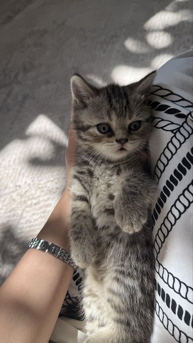 продам котят которые ищут хозяев!