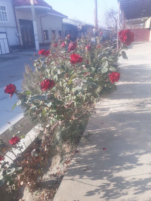Uzum kõchatlari va gul kõchatlari bor gul 15 ming tok 5 ming