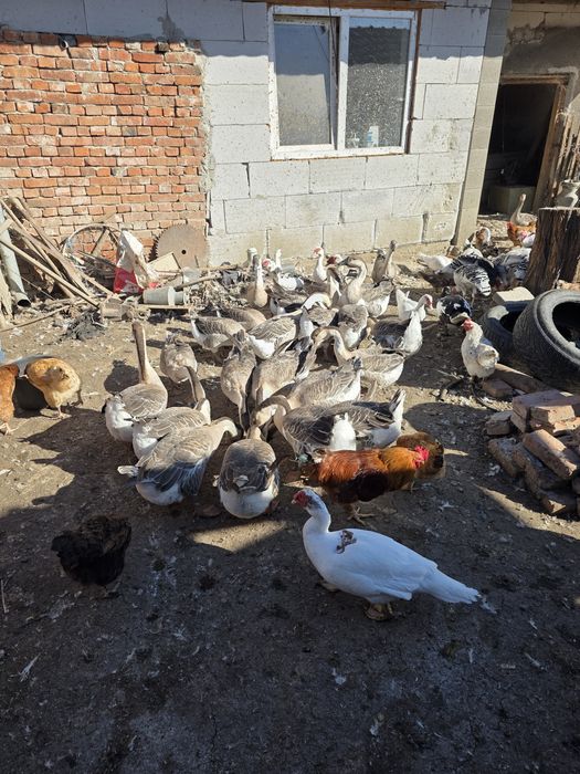 Vând gâște americane și rațe mute
