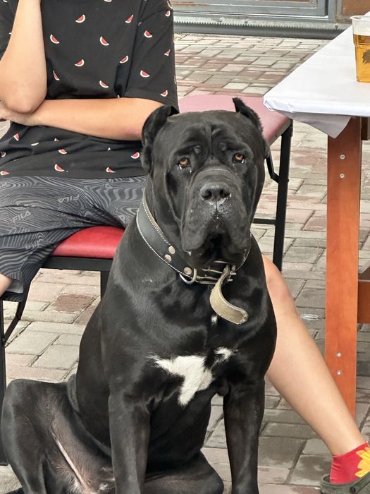 Кабель кане корсо ищет подругу