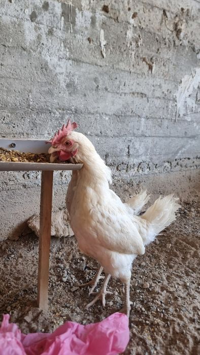 Tovuq xorozlar jaydari oq tovuq