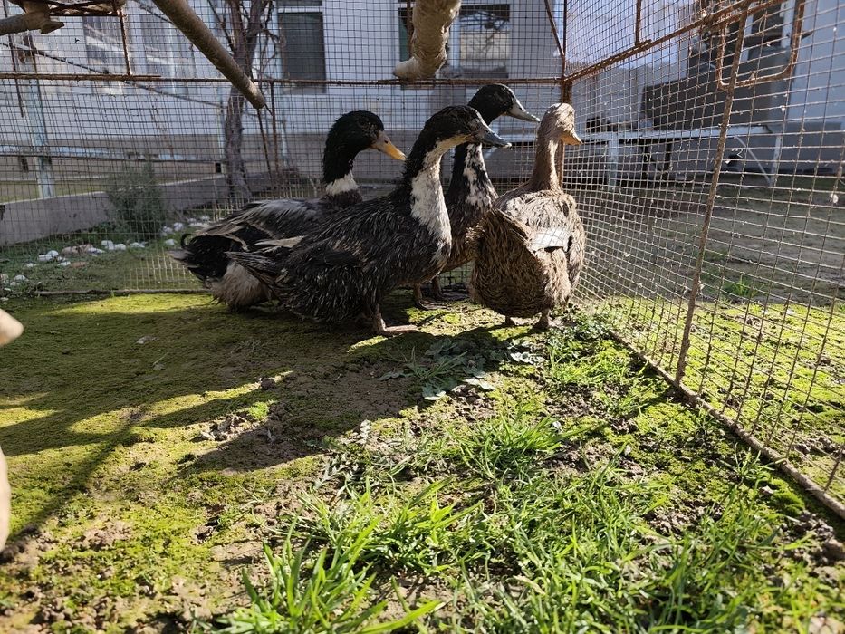 Продам утка четыре штука