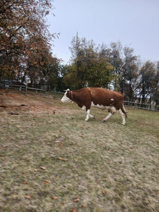 Vind vaca buna,,,