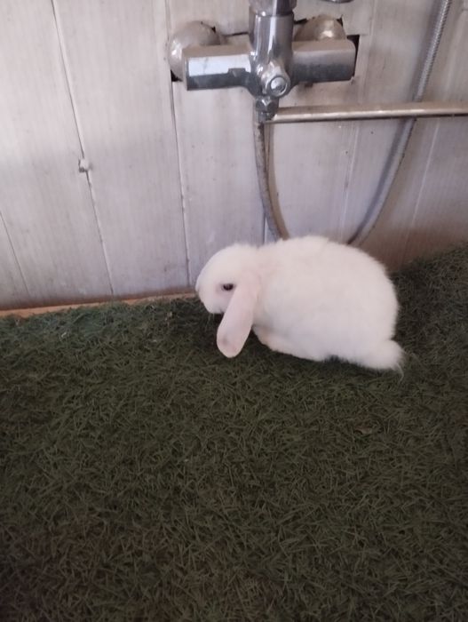 Сотилади куенлар минилоп сплит