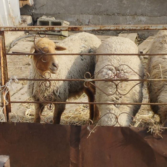 бараны  овцы  кой баран