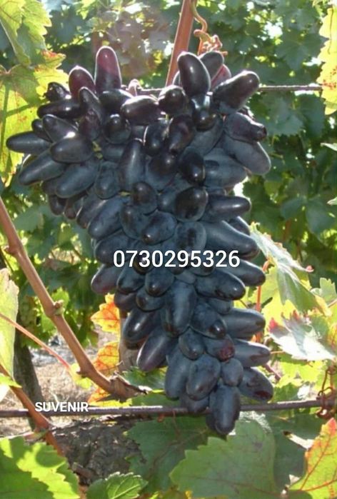 Vând Butași viță de vie altoită si hibridă Autorizata si Certificată