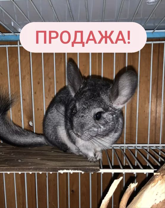 Продаю шиншиллу