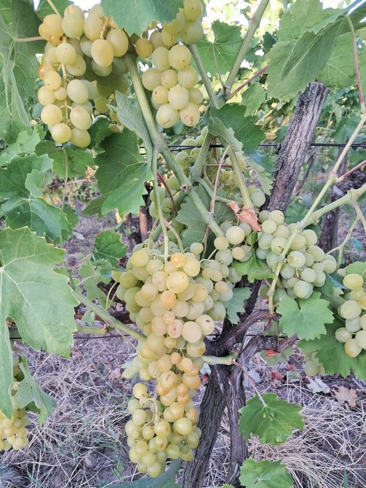 Struguri de masă soi perla timpurii