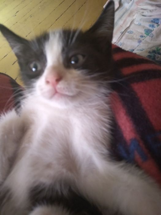 Отдам игрового котенка.