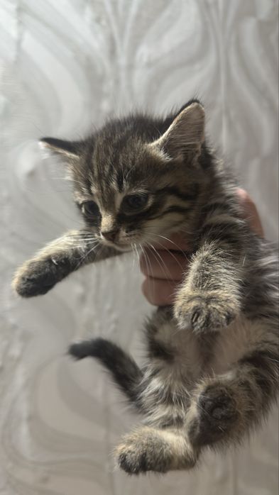 Отдам котят в добрые руки