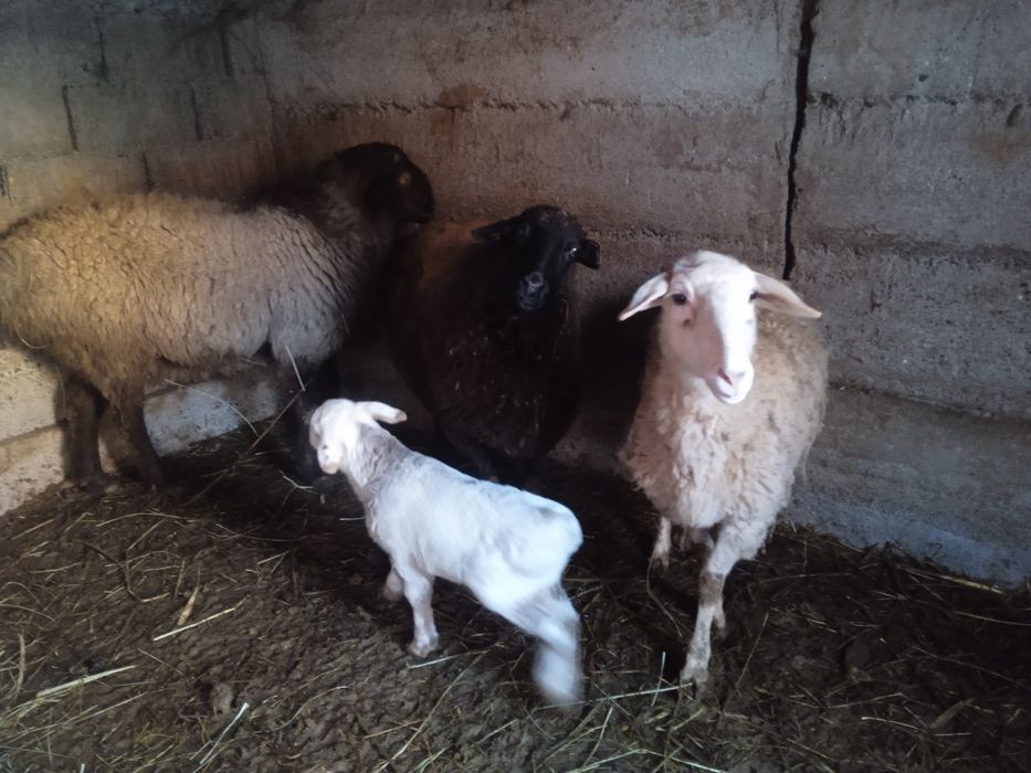 Продам семью баранов