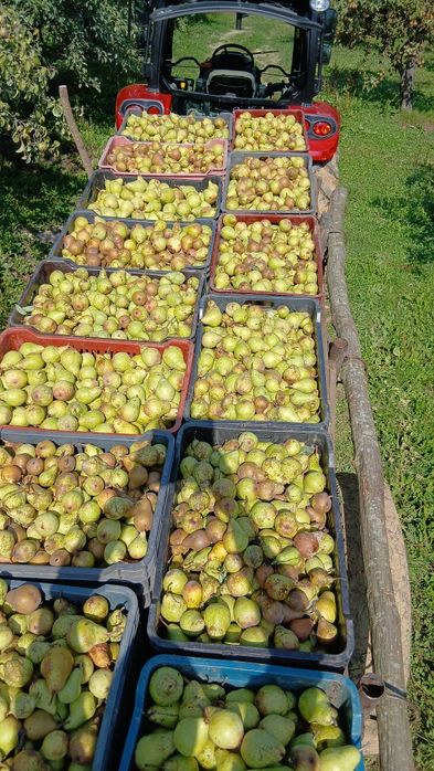 Pere dulce pentru țuică