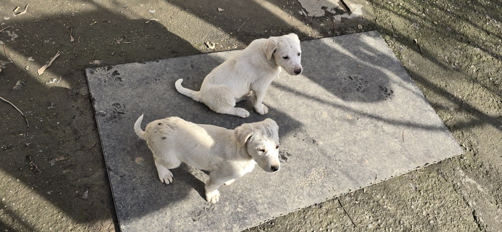 Продам щенков в добрые руки