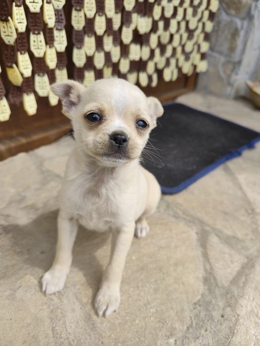 Продавам мъжки Пинчер