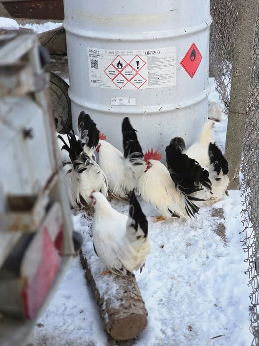 Шабо ярки и петли