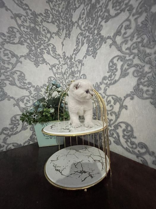 Skotish fold / Скотиш фолд