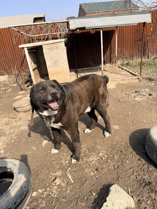 Казаки кара тобет