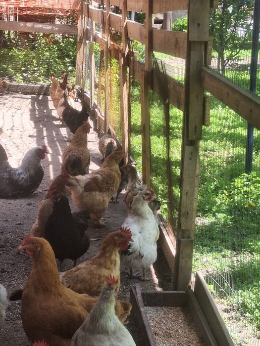 Продам курей и питуха