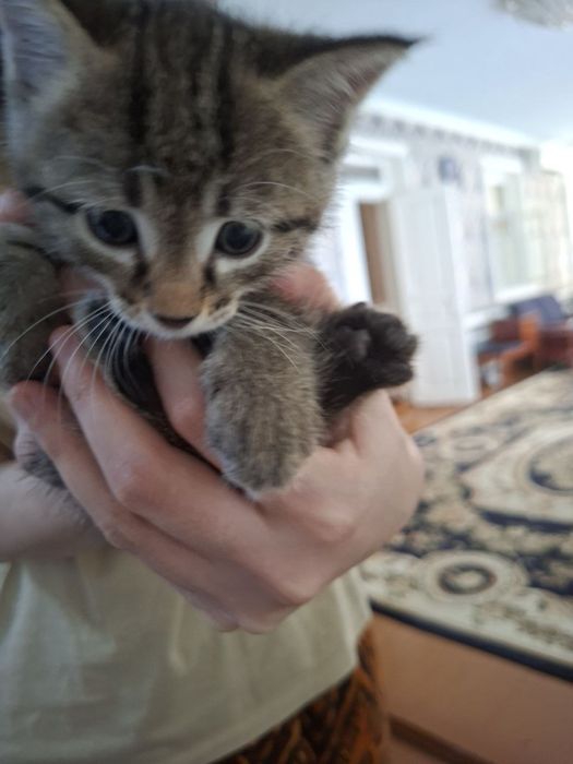 Отдам котят прекрасных