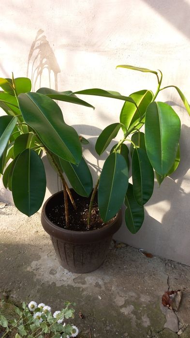 Ficus,trandafir japonez,hortensii