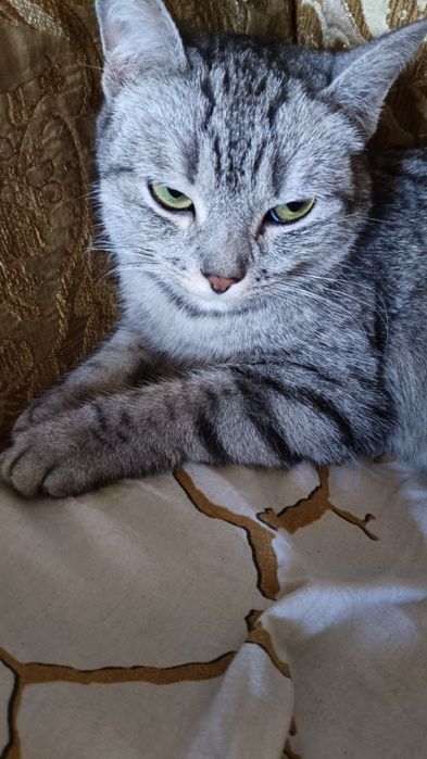 Отдам кошку в добрые руки