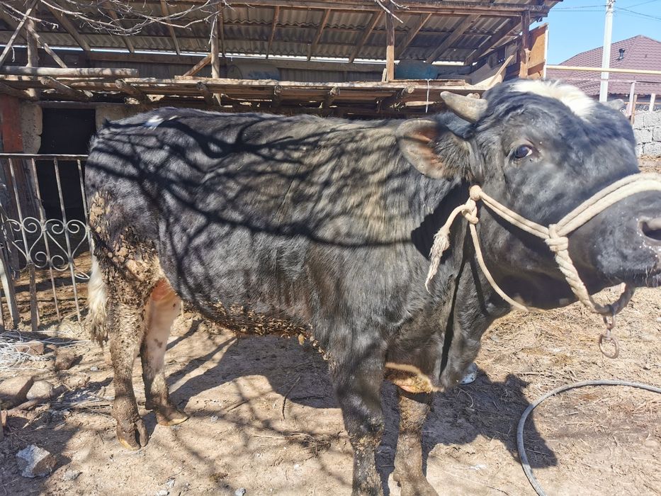 Продам крупного бычка