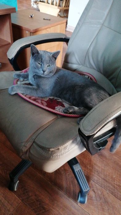 Британские котята мальчики