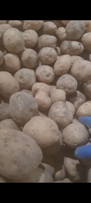 Продам картофель
