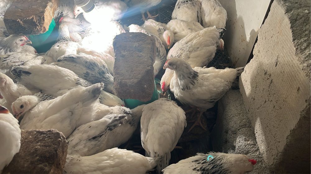 Адлерская серебристая Петушки