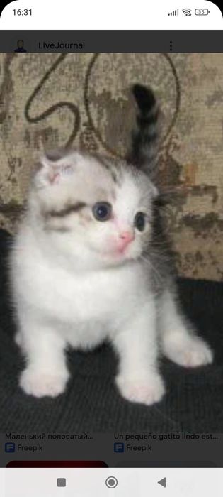 Вислоушки.Шотланские1,5 месяцев.