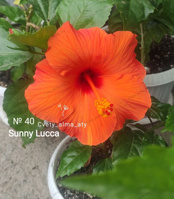 Гибискус, китайская роза.